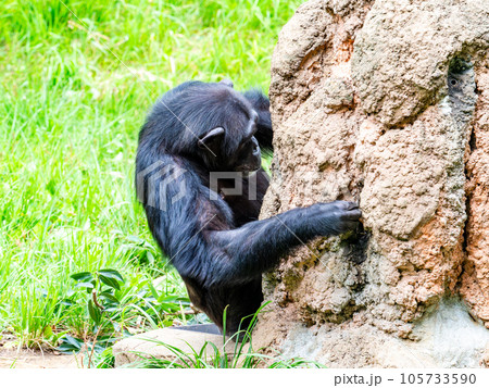 枝を使って懸命に蜜をなめるチンパンジー 105733590