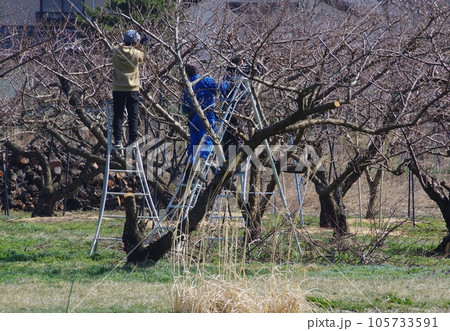 桃の花の摘花の作業の様子 105733591