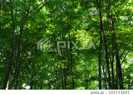 真夏の美人林 真夏の美人林 105733605