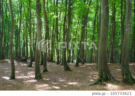 真夏の美人林 105733621