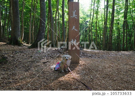 真夏の美人林 真夏の美人林 105733633