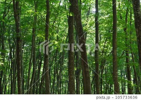 真夏の美人林 105733636