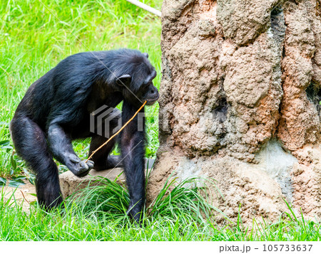 枝を使って懸命に蜜をなめるチンパンジー 105733637