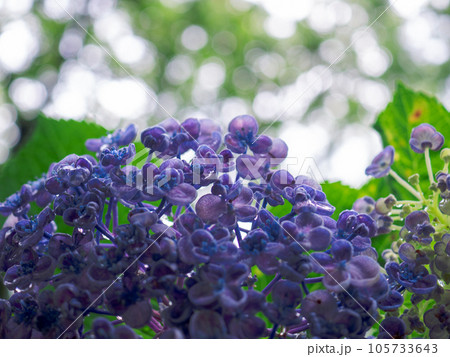 紫色の渦紫陽花(ウズアジサイ)=お多福紫陽花(オタフクアジサイ) 紫色の渦紫陽花(ウズアジサイ)=お多福紫陽花(オタフクアジサイ) 105733643