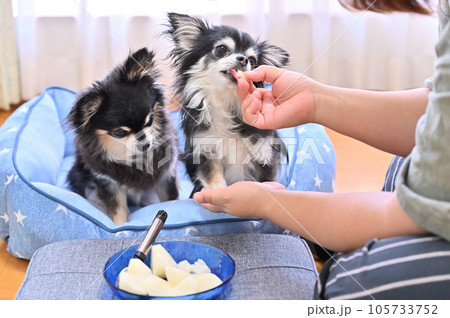 梨を食べる2匹のチワワ 105733752