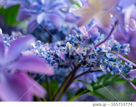 紫色のガクアジサイ(萼紫陽花)の両性花 紫色のガクアジサイ(萼紫陽花)の両性花 105733774