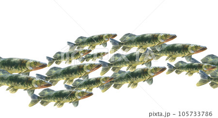 Watercolor shoal fishes pike isolated on white background. Underwater background for marine or fishing design Watercolor shoal fishes pike isolated on white background. Underwater background for marine or fishing design 105733786