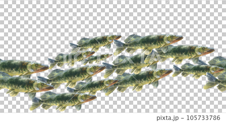 Watercolor shoal fishes pike isolated on white background. Underwater background for marine or fishing design Watercolor shoal fishes pike isolated on white background. Underwater background for marine or fishing design 105733786
