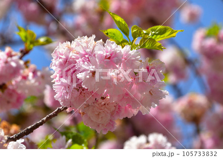 八重桜　蘭蘭　大阪造幣局にて 105733832