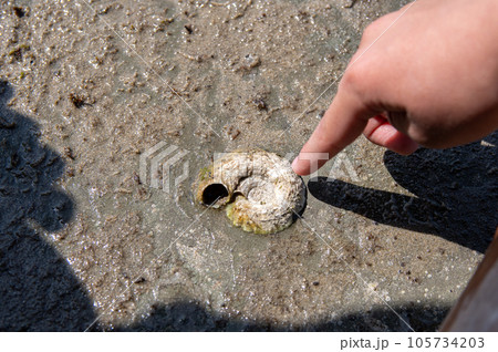 石見畳ヶ浦　波食棚に埋まった巻き貝の化石　島根県浜田市 105734203