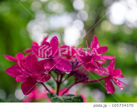 雨に濡れた赤色のガクアジサイ(萼紫陽花)の装飾花 雨に濡れた赤色のガクアジサイ(萼紫陽花)の装飾花 105734370