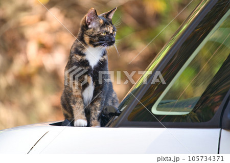 車の中を見つめるのら猫 105734371