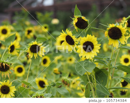 夏の花　レモンイエローのヒマワリ④ 105734384