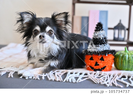 可愛いチワワのハロウィン 可愛いチワワのハロウィン 105734737