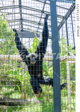 フクロテナガザル 105734755