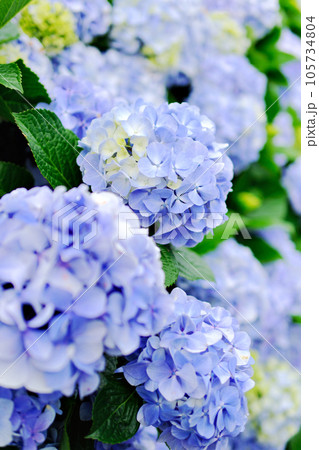 Close up view of blooming bushes of hydrangea flowers 105734804