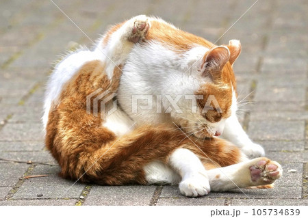 道路の真ん中でくつろいでいる猫 105734839