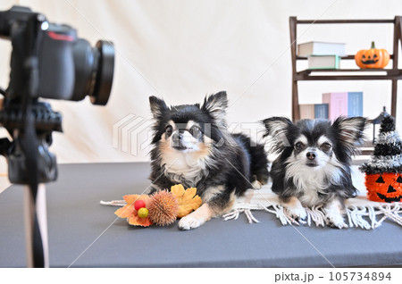 愛犬チワワの撮影風景　スタジオ撮影　ご褒美のおやつを食べるチワワ 105734894