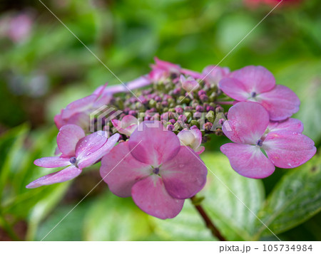 ピンク色のガクアジサイ(萼紫陽花)の両性花の蕾と装飾花 ピンク色のガクアジサイ(萼紫陽花)の両性花の蕾と装飾花 105734984