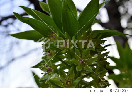 ホシオモト(星万年青) 105735058