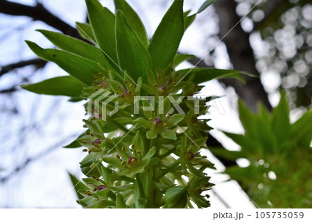 ホシオモト(星万年青) 105735059