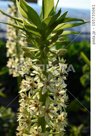 ホシオモト(星万年青) 105735061