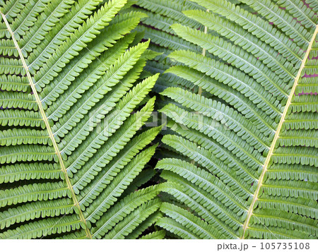 Blooming, beautiful fern leaves, natural floral background of fern in the sunlight. Blooming, beautiful fern leaves, natural floral background of fern in the sunlight. 105735108