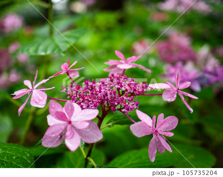 ピンク色のガクアジサイ（萼紫陽花）の両性花と装飾花 105735204