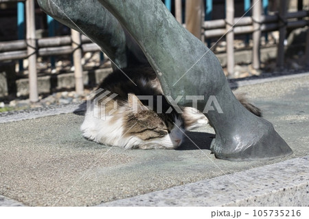 暑い場所で気持ちよさそうに寝ている猫 暑い場所で気持ちよさそうに寝ている猫 105735216