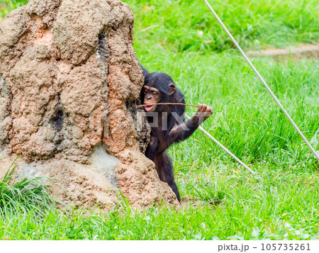 枝を使って懸命に蜜をなめるチンパンジーの子ども 105735261