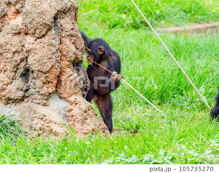枝を使って懸命に蜜をなめるチンパンジーの子ども 105735270