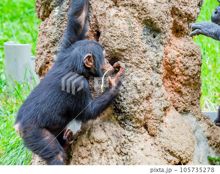 枝を使って懸命に蜜をなめるチンパンジーの子ども 105735278