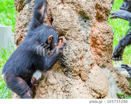 枝を使って懸命に蜜をなめるチンパンジーの子ども 105735280