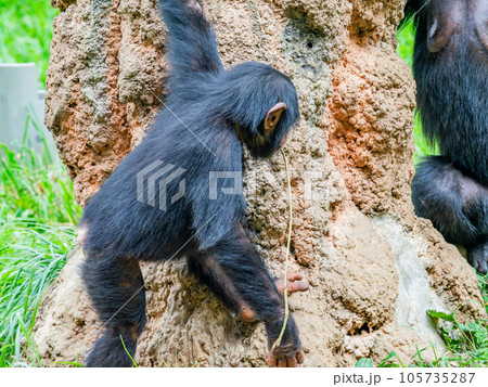 枝を使って懸命に蜜をなめるチンパンジーの子ども 105735287