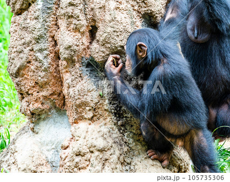 枝を使って懸命に蜜をなめるチンパンジーの子ども 105735306