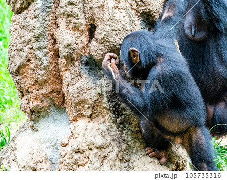 枝を使って懸命に蜜をなめるチンパンジー 105735316