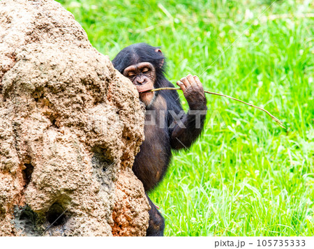 枝を使って懸命に蜜をなめるチンパンジー 105735333