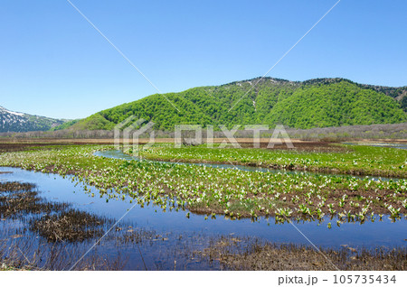 尾瀬ヶ原 湿地に咲く水芭蕉 尾瀬ヶ原 湿地に咲く水芭蕉 105735434