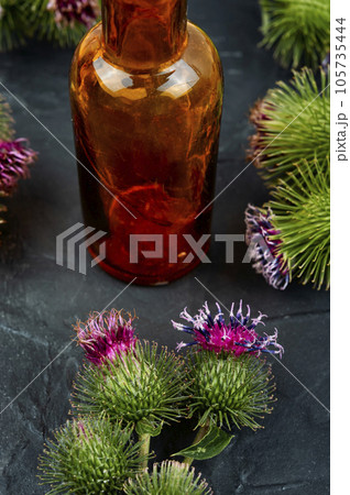 Medicinal plant burdock 105735444