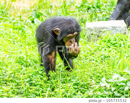 草原で探し出した草を食むチンパンジーの子ども 105735532