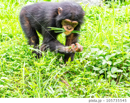 草原で探し出した草を食むチンパンジーの子ども 105735545