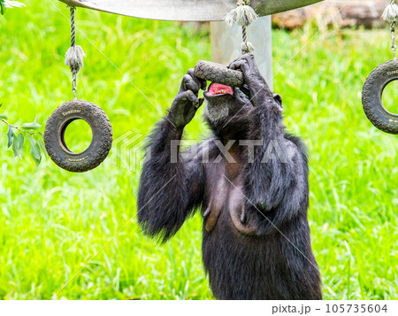タイヤのぶら下がり遊具で遊ぶチンパンジー タイヤのぶら下がり遊具で遊ぶチンパンジー 105735604