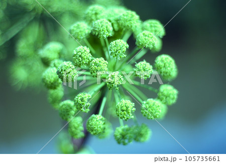Angelica plan. Close-up Angelica plan. Close-up 105735661