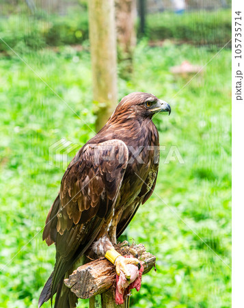 精悍なイヌワシ　餌を掴む 105735714
