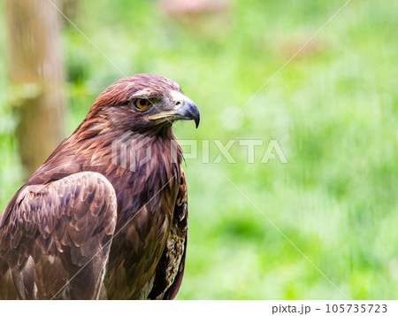 精悍なイヌワシ 105735723