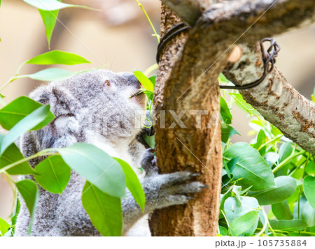 樹上でまったり寛ぐかわいいコアラ 105735884
