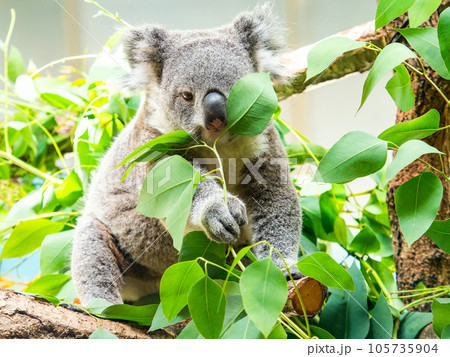樹上でまったりお食事するかわいいコアラ 105735904