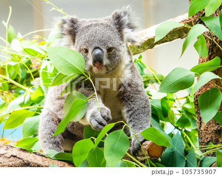 樹上でまったりお食事するかわいいコアラ 樹上でまったりお食事するかわいいコアラ 105735907