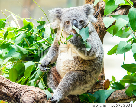 樹上でまったりお食事するかわいいコアラ 105735931