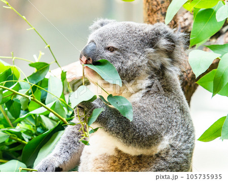 樹上でまったりお食事するかわいいコアラ 105735935